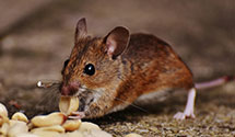24 Hour & Emergency Exterminators in Centerdale, RI